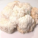 قارچ یال شیر