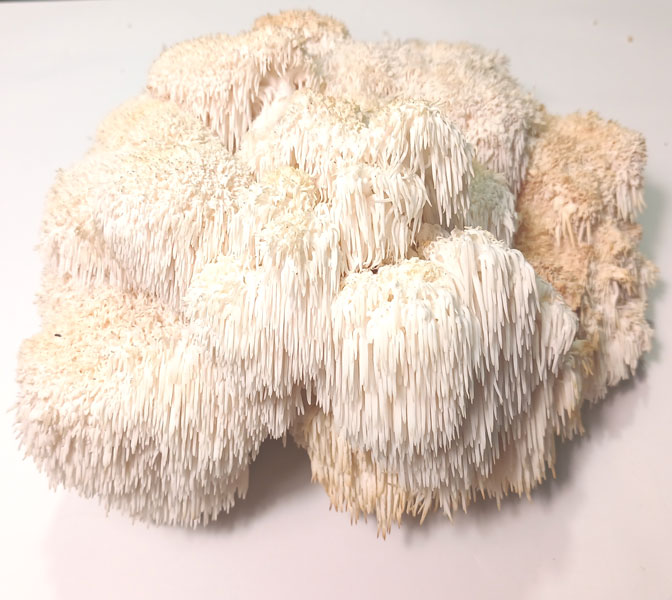 قارچ یال شیر قارچ یال شیر