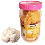 قارچ یال شیر